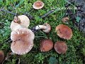 Tricholoma vaccinum-amf1860